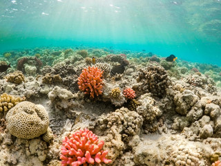 Coral garden in red sea, Marsa Alam, Egypt