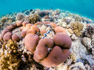 Coral garden in red sea, Marsa Alam, Egypt