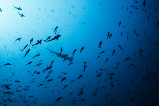 A hammerhead shark on the top