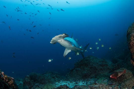 Barberfishes cleaning a scalloped hammerhead at a cleaning station,Scuba diver watching