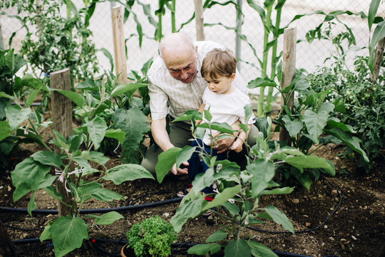 Grandfather and his grandson gardening