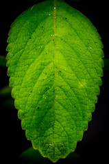 Leaf