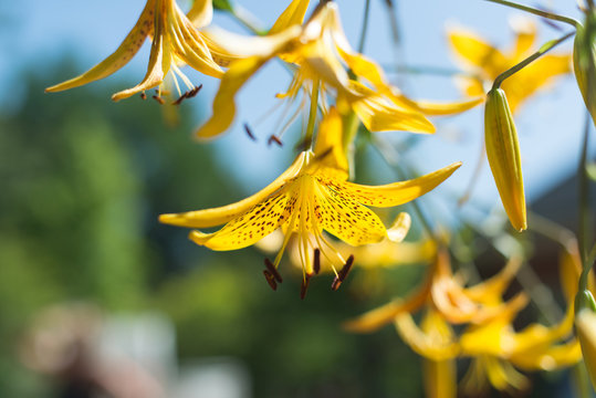Yellow Spotted Lilies Hanging Over A Pool