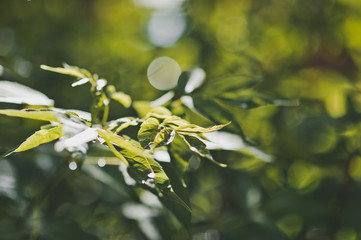 Green triangular leaves 8291.