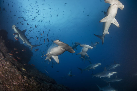 A school of hammerhead sharks on the move