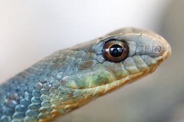 Montpellier snake (Malpolon insignitus)
