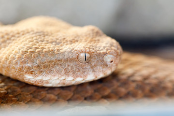 Milos viper (Macrovipera schweizeri) venomous viper