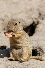 European ground squirrel (Spermophilus citellus)