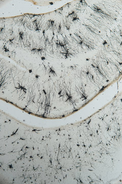 Close-up of rat's nerve cell