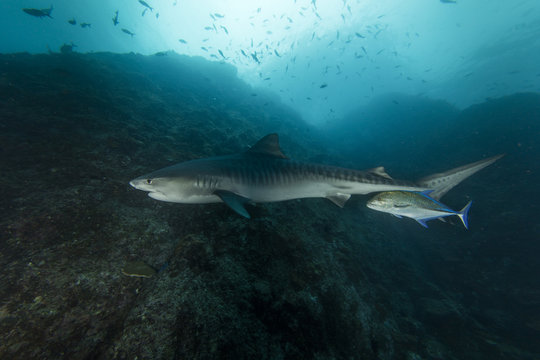 A  big tiger shark swimming with a trevally