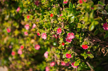 Living fences on the beach of bushes with small red flowers 8378.