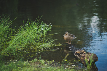Duck on a pond 8407.