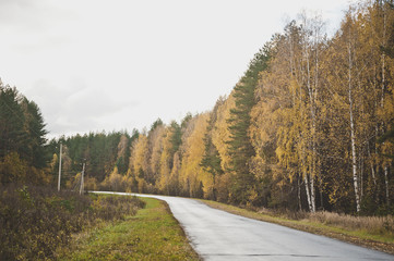 Fototapeta na wymiar Road through the autumn woods 8436.
