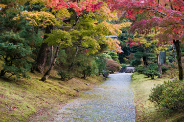 colorful autumn leaves garden with stone pave in Japan