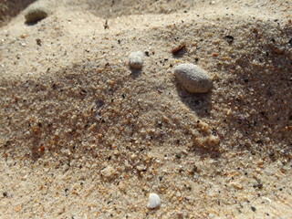 Sand Texture