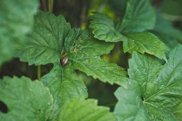 Fototapeta na wymiar Berry leaves with the snail 8102.