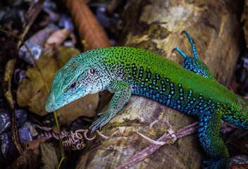 Lizard