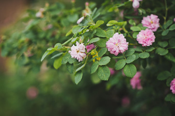Ball-shaped flowers on the shrubs 8117.
