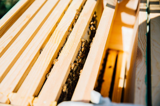 Frames of a bee hive