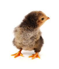 Cute little chicken isolated on white background