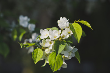 Fototapeta premium Large photo cherry blossom 8196.
