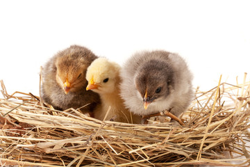 three baby chicken in the straw nest on white background