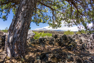 Fototapeta na wymiar Etna Landscape view from tree