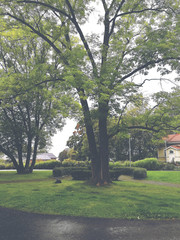 Fototapeta na wymiar Huge tree in the countryside on a yard. Image has a vintage effect.