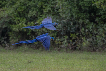 Hyacinth Macaw (Anodorhynchus hyacinthinus) lives in the biomes of the Amazon and especially in the Cerrado and Pantanal. This species is threatened with extinction. Captive animal.