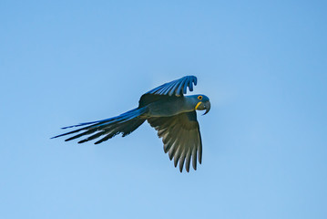 Hyacinth Macaw (Anodorhynchus hyacinthinus) lives in the biomes of the Amazon and especially in the Cerrado and Pantanal. This species is threatened with extinction. Captive animal. © vaclav