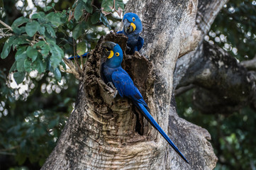 Hyacinth Macaw (Anodorhynchus hyacinthinus) lives in the biomes of the Amazon and especially in the Cerrado and Pantanal. This species is threatened with extinction. Captive animal. © vaclav