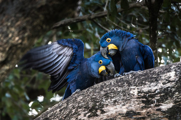 Hyacinth Macaw (Anodorhynchus hyacinthinus) lives in the biomes of the Amazon and especially in the Cerrado and Pantanal. This species is threatened with extinction. Captive animal. © vaclav