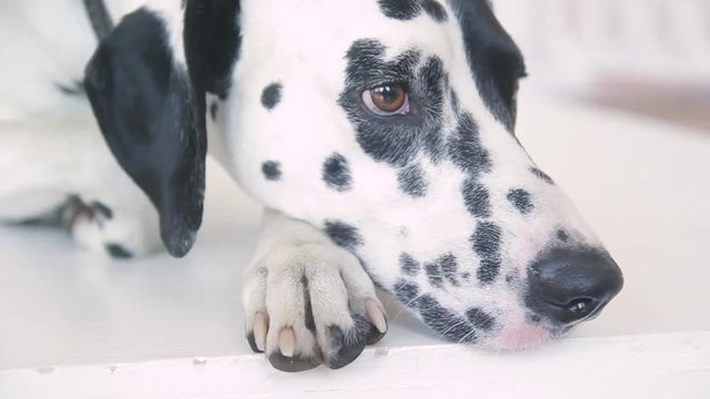 close-up of a Dalmatian face in a photo studio