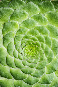 aeonium tabuliforme