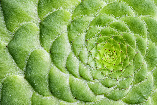 aeonium tabuliforme plant from above