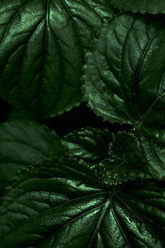 Abstract Green Tropical Leaf Background. Close up