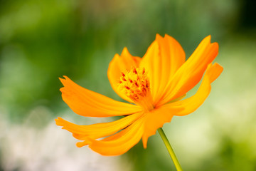 colorful of cosmos with blur background