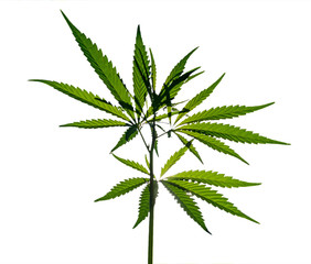 Wild marijuana plant isolated on the white background.