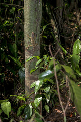 Camaleãozinho (Enyalius brasiliensis) | Brazilian Fathead Anole photographed in Linhares, Espírito Santo - Southeast of Brazil. Atlantic Forest Biome. 