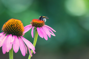 Flowers of Echinacea purpurea and bumblebee