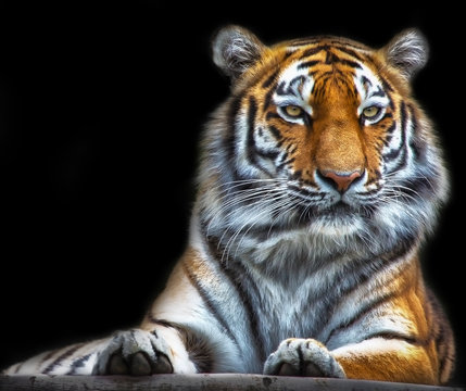 majestic tiger