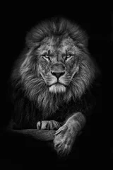 Poster de jardin Lion Roi lion