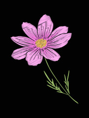 Cosmos flower for embroidery in botanical illustration style on 