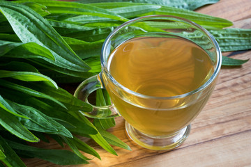 Plantain tea with fresh plantain leaves in the background © Madeleine Steinbach