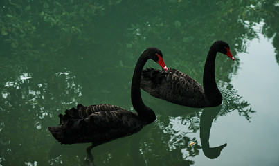 Two black swans float in pond water