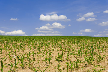Fototapeta na wymiar Field of young corn , Springtime