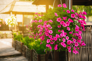 Fototapeta na wymiar Baskets of hanging petunia flowers on balcony. Petunia flower in ornamental plant.