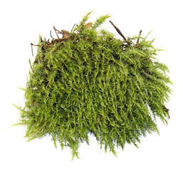 fresh juicy green moss isolated on white