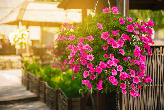 Baskets Of Hanging Petunia Flowers On Balcony. Petunia Flower In Ornamental Plant.