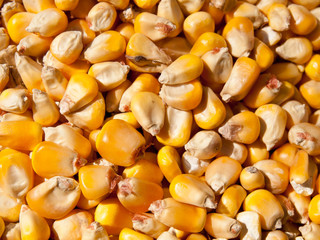 Closeup Corn Kernels